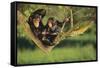 Chimpanzees-DLILLC-Framed Stretched Canvas