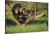 Chimpanzees-DLILLC-Stretched Canvas