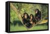 Chimpanzees-DLILLC-Framed Stretched Canvas