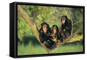 Chimpanzees-DLILLC-Framed Stretched Canvas