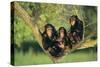 Chimpanzees-DLILLC-Stretched Canvas