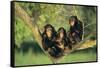 Chimpanzees-DLILLC-Framed Stretched Canvas