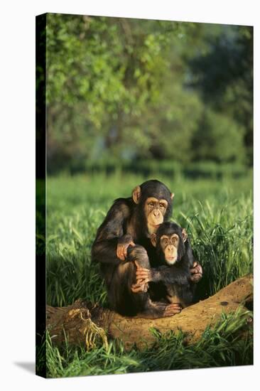 Chimpanzees-DLILLC-Stretched Canvas
