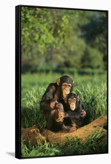 Chimpanzees-DLILLC-Framed Stretched Canvas