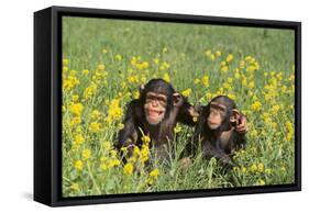 Chimpanzees-DLILLC-Framed Stretched Canvas