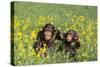 Chimpanzees-DLILLC-Stretched Canvas