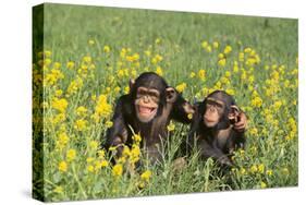 Chimpanzees-DLILLC-Stretched Canvas