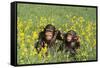 Chimpanzees-DLILLC-Framed Stretched Canvas