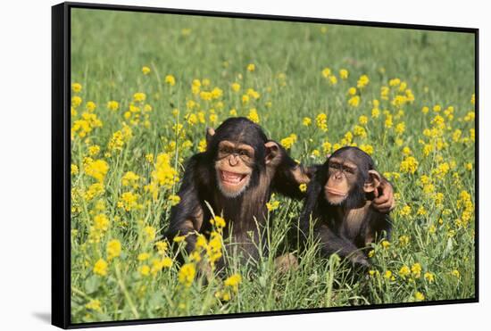 Chimpanzees-DLILLC-Framed Stretched Canvas