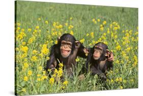 Chimpanzees-DLILLC-Stretched Canvas