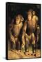 Chimpanzees-DLILLC-Framed Stretched Canvas