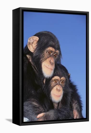 Chimpanzees-DLILLC-Framed Stretched Canvas