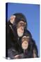 Chimpanzees-DLILLC-Stretched Canvas