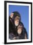 Chimpanzees-DLILLC-Framed Premium Photographic Print