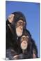 Chimpanzees-DLILLC-Mounted Premium Photographic Print