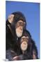 Chimpanzees-DLILLC-Mounted Premium Photographic Print