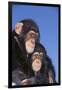 Chimpanzees-DLILLC-Framed Premium Photographic Print