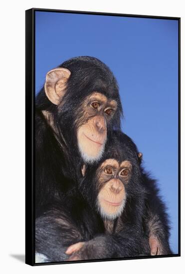 Chimpanzees-DLILLC-Framed Stretched Canvas