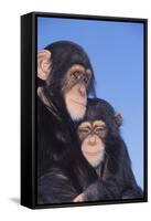 Chimpanzees-DLILLC-Framed Stretched Canvas