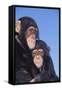 Chimpanzees-DLILLC-Framed Stretched Canvas