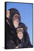 Chimpanzees-DLILLC-Framed Stretched Canvas