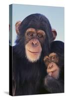 Chimpanzees-DLILLC-Stretched Canvas