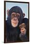 Chimpanzees-DLILLC-Framed Premium Photographic Print