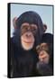 Chimpanzees-DLILLC-Framed Stretched Canvas