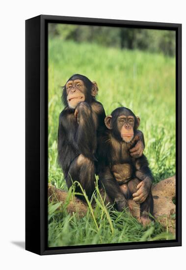 Chimpanzees-DLILLC-Framed Stretched Canvas