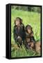 Chimpanzees-DLILLC-Framed Stretched Canvas