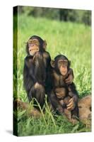 Chimpanzees-DLILLC-Stretched Canvas