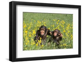 Chimpanzees-DLILLC-Framed Premium Photographic Print