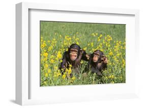 Chimpanzees-DLILLC-Framed Premium Photographic Print