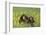 Chimpanzees-DLILLC-Framed Premium Photographic Print