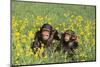 Chimpanzees-DLILLC-Mounted Premium Photographic Print