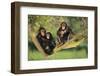 Chimpanzees-DLILLC-Framed Premium Photographic Print