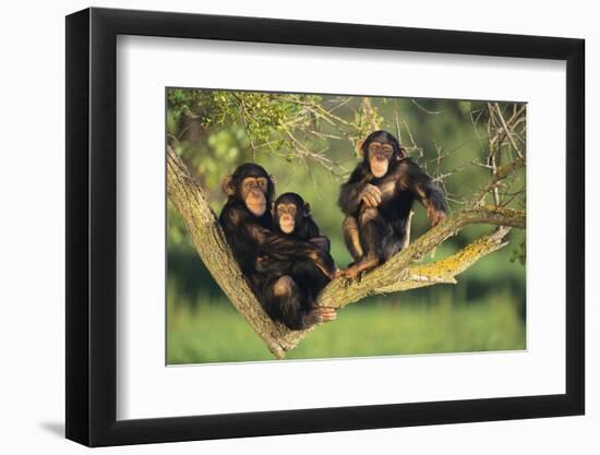 Chimpanzees-DLILLC-Framed Premium Photographic Print