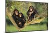 Chimpanzees-DLILLC-Mounted Premium Photographic Print