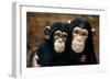 Chimpanzees-Tony Craddock-Framed Photographic Print