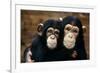 Chimpanzees-Tony Craddock-Framed Photographic Print