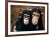 Chimpanzees-Tony Craddock-Framed Photographic Print