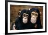 Chimpanzees-Tony Craddock-Framed Photographic Print