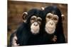 Chimpanzees-Tony Craddock-Mounted Photographic Print