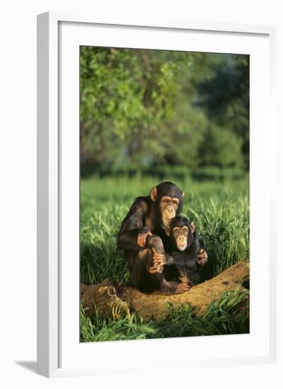 Chimpanzees-DLILLC-Framed Photographic Print