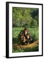 Chimpanzees-DLILLC-Framed Photographic Print