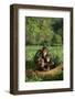 Chimpanzees-DLILLC-Framed Photographic Print