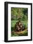 Chimpanzees-DLILLC-Framed Photographic Print