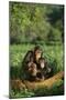 Chimpanzees-DLILLC-Mounted Photographic Print