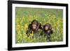 Chimpanzees-DLILLC-Framed Photographic Print