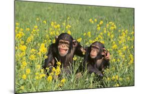 Chimpanzees-DLILLC-Mounted Photographic Print